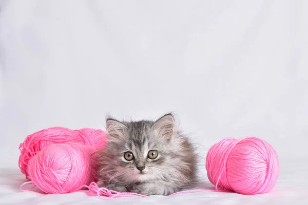 Симпатичная Маленькая Шотландская Кошка Лежит Рядом Розовыми Шариками Ниток Белом — стоковое фото