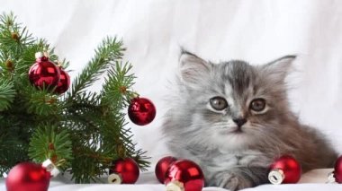 Küçük şirin bir İskoç kedisi bir Noel ağacı dalının yanında uzanıyor ve esniyor. Kedi TV kamerası. Yeni yılın şenlikli atmosferi ve kedi yavrusu.