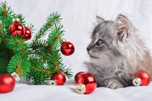 Gatinho Fofo Mente Olha Para Galho Árvore Natal Com Brinquedos — Fotografia de Stock