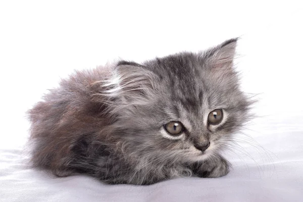 Lindo Gatito Gris Duerme Sobre Fondo Blanco — Foto de Stock