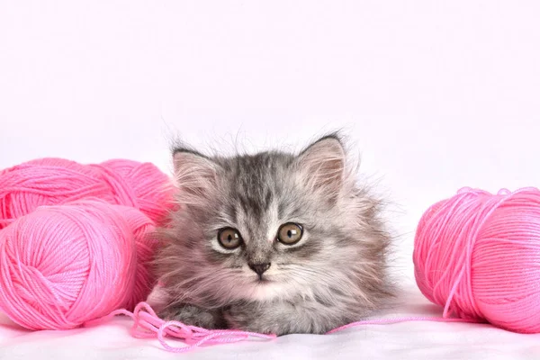 Маленькая симпатичная шотландская кошка лежит рядом с розовыми шариками ниток. Вязание и шитье. — стоковое фото