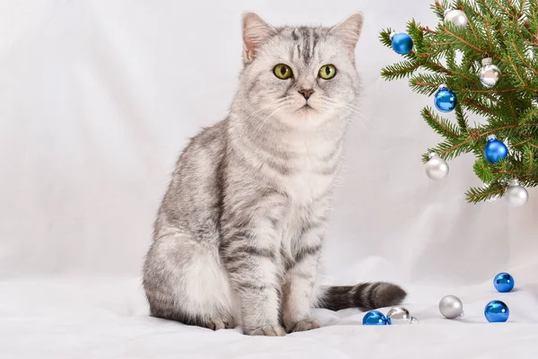 Roztomilá šedě pruhovaná skotská kočka sedí vedle vánoční větve — Stock fotografie