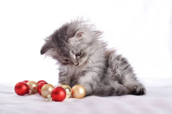 Um pequeno gato escocês bonito está sentado ao lado de bolas de vidro vermelho e brincando com eles. — Fotografia de Stock