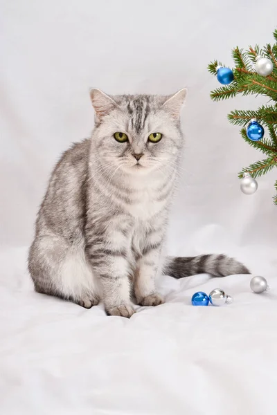 Um gato escocês listrado cinza bonito senta-se ao lado de um ramo de Natal — Fotografia de Stock