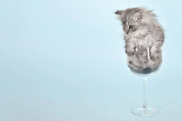 Small Gray Kitten Glass Wine Glass Light Blue Background Place — Stock Photo, Image