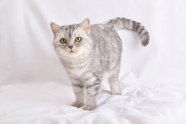 Gato Rayas Grises Está Parado Sobre Fondo Blanco Espacio Copia — Foto de Stock