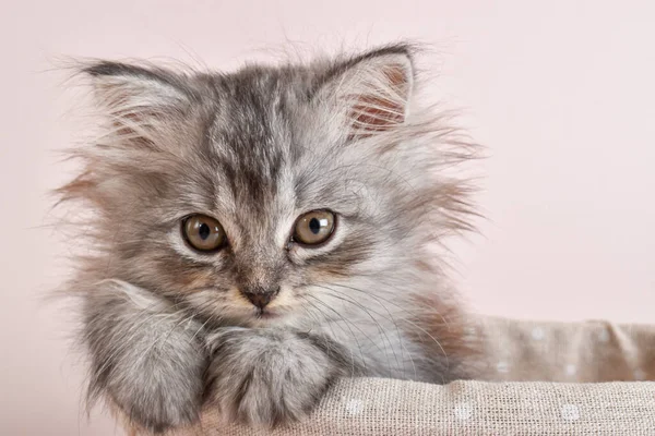 Primer Plano Pequeño Gatito Gris Acostado Una Canasta Sobre Fondo — Foto de Stock