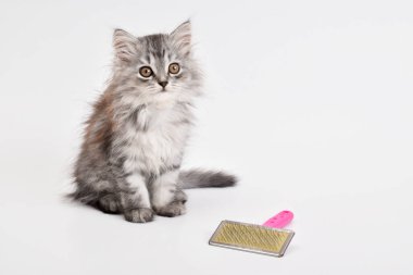 Beyaz bir arka planda tarağın yanında küçük sevimli bir kedi yavrusu yatıyor. Hayvan bakımı. Kopyalayacak bir yer. Boşluğu kopyala