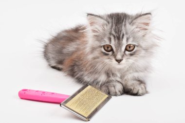 Beyaz bir arka planda tarağın yanında yatan sevimli bir kedi yavrusunun yakın çekimi. Hayvan bakımı. Kopyalayacak bir yer. Boşluğu kopyala