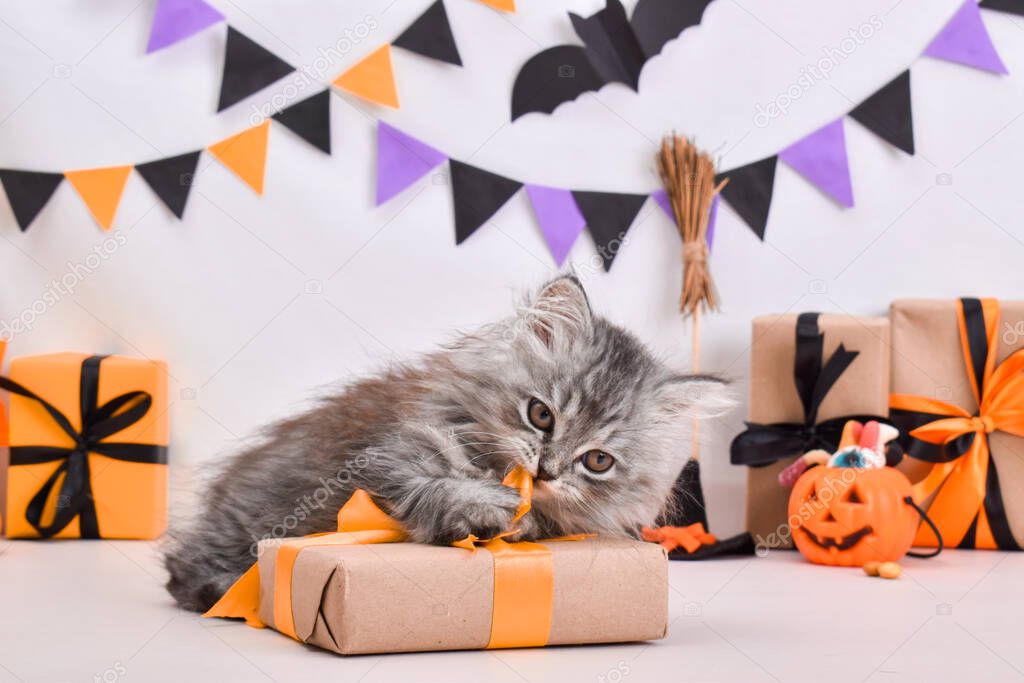A fluffy cute gray kitten is sitting in a Halloween style. A greeting card For Halloween. Happy Halloween. Animals and Halloween. the cat chews a bow.