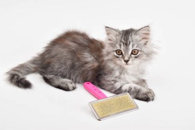 Beyaz bir arka planda tarağın yanında küçük sevimli bir kedi yavrusu yatıyor. Hayvan bakımı. Kopyalayacak bir yer. Boşluğu kopyala