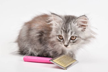 Beyaz bir arka planda tarağın yanında yatan sevimli bir kedi yavrusunun yakın çekimi. Hayvan bakımı. Kopyalayacak bir yer. Boşluğu kopyala