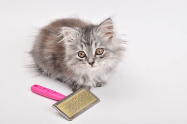 Beyaz bir arka planda tarağın yanında küçük sevimli bir kedi yavrusu yatıyor. Hayvan bakımı. Kopyalayacak bir yer. Boşluğu kopyala