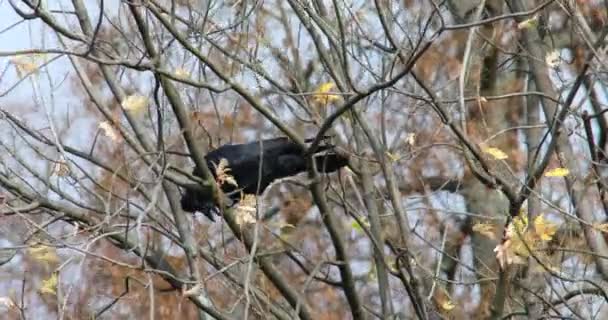 Zwarte Raaf Vogel Zit Kale Herfst Boom — Stockvideo