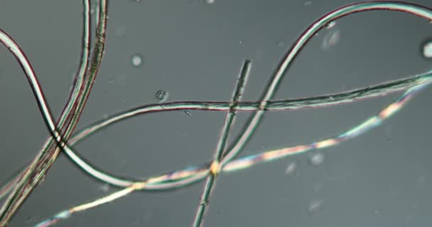 显微镜下高放大镜下的组织纤维 — 图库视频影像