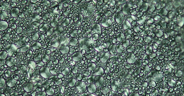Harina Con Granos Almidón Gran Aumento Bajo Microscopio 200X — Foto de Stock