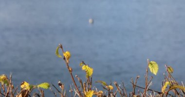 Kurak dönemlerde Siegerland 'daki Breitenbach barajı