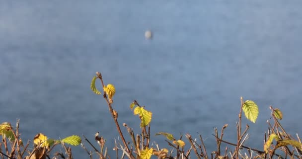 Breitenbachtalsperre Siegerland Während Trockenperioden — Stockvideo