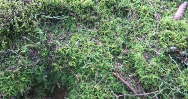 Orman zemininde yıldız yosunu