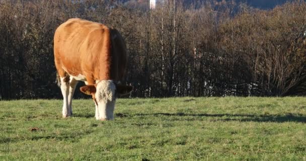 牧草地では茶色と白のピーボールの牛が放牧され — ストック動画