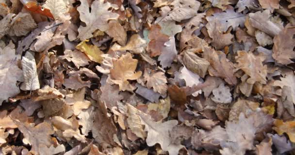 Folhas Outono Marrom São Empilhados Chão Floresta — Vídeo de Stock