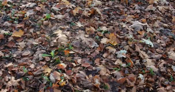 Коричневые Осенние Листья Складываются Полу Леса — стоковое видео