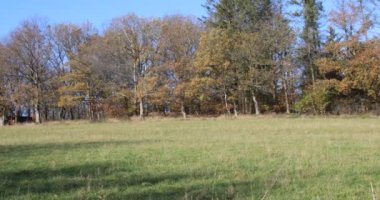 Arka planda sonbahar ormanı olan yeşil yemyeşil çayırlar.