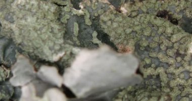 Mikroskop altında mantar ve alglerin bir simbiyozu olarak yeşil lichens