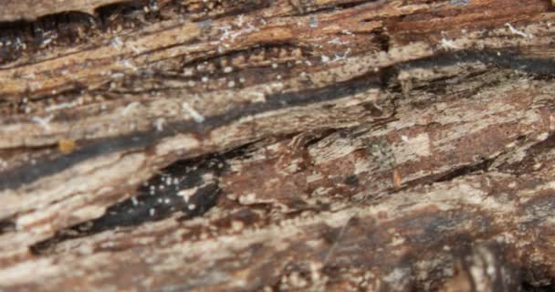 Casca Árvore Microscópio — Vídeo de Stock