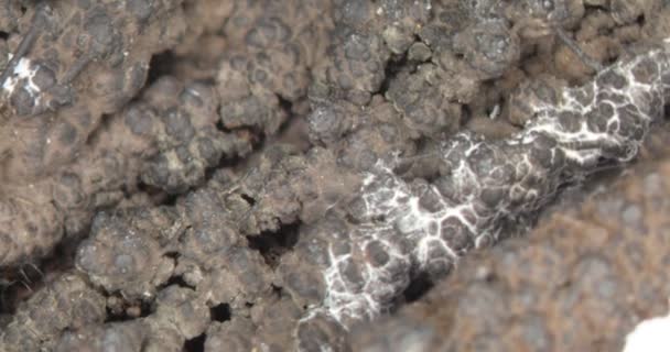 Limonite Brown Iron Stone Mineral — Stock Video