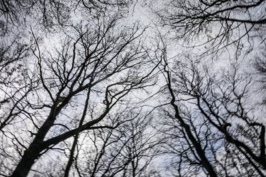 Uyuşturucu zehirlenmesinde psikedelik görüntüdeki dinamik orman