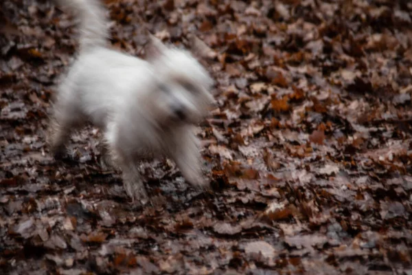 Petit Chien Blanc Court Rapidement Dans Forêt — Photo