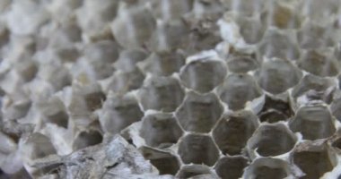 Eşek arısı kovanına yakın çekim bal peteği ve kuluçka odaları