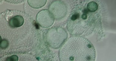 Mikroskop altında su damlalarında yeşil yosunlar. 100 kat daha fazla.