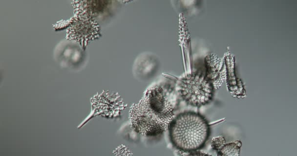 Radiolaria Del Mar Bajo Microscopio 100X — Vídeos de Stock