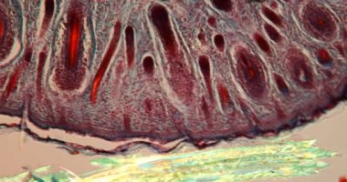 Fare burnundan geçen doku parçası mikroskop altında bıyık kıllarıyla 100 x