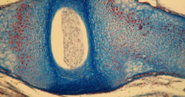 Espina Dorsal Del Embrión Ratón Con Células Cartílago Bajo Microscopio — Vídeo de stock