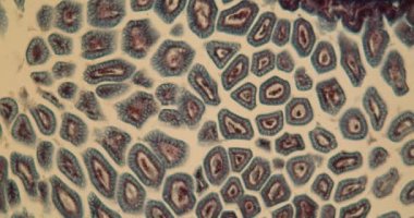 Fare embriyosu, mikroskop altında hücreli bağırsak. 100 x.