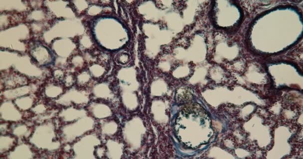 Έμβρυο Ποντικιού Πνευμονικός Ιστός Κάτω Από Μικροσκόπιο 100X — Αρχείο Βίντεο