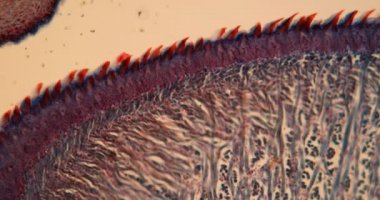 Fare dili ve papillae mikroskop altında 100 x büyütülmüş.