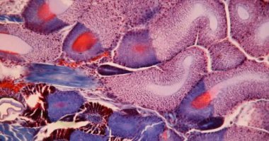 Mikroskop altında ipliklerin üretimi için Spinneret 100 x