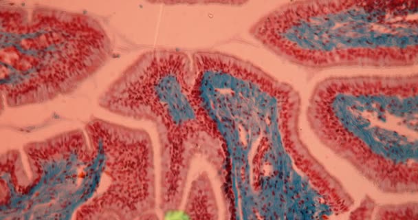 Intestinal Tissue Microscope 100X — Stock Video