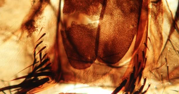 Vlieg Proboscis Met Het Hoofd Van Huisvlieg Onder Microscoop 100X — Stockvideo