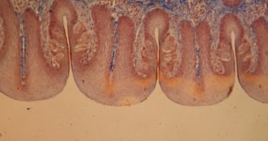 Tat alma duyusu olan tavşan dili mikroskop altında 100 kat 