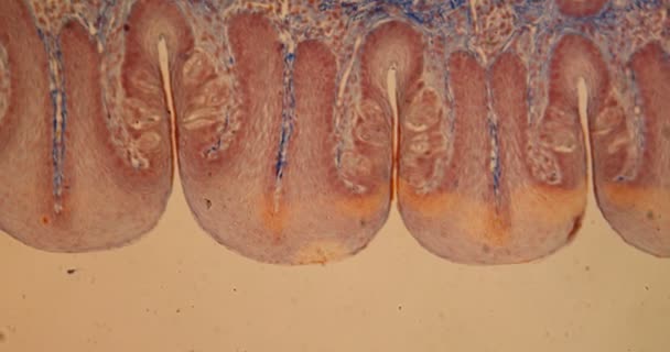 Lengua Conejo Con Papilas Gustativas Bajo Microscopio 100X — Vídeo de stock