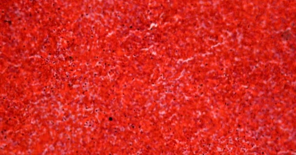 Tejido Rojo Del Bazo Bajo Microscopio 100X — Vídeo de stock