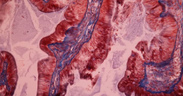 Żołądek Ślimaka Rzymskiego Pod Mikroskopem 100X — Wideo stockowe