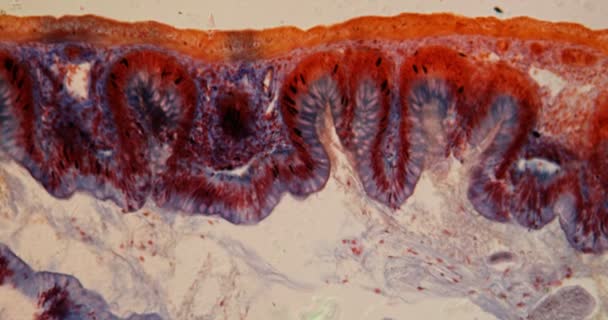 Tessuto Intestinale Rana Microscopio 100X — Video Stock