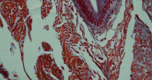 Penisul Melcului Roman Secțiunea Transversală Sub Microscop 200X — Videoclip de stoc
