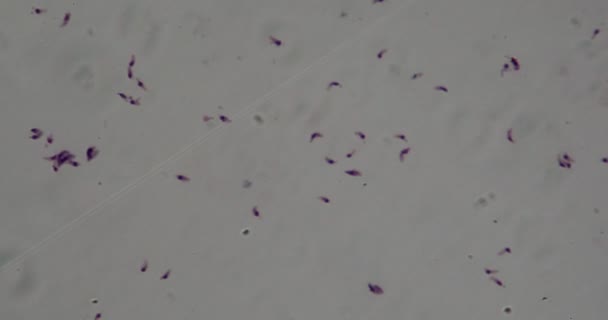 Toxoplasmoza Agent Patogen Sub Microscop 100X — Videoclip de stoc